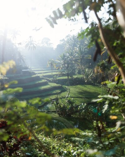 Rice paddies seen on a yoga retreat in Bali