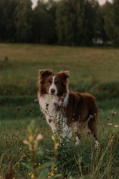 Border collie dog stands in a field