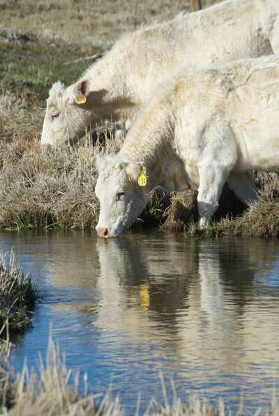 Charolais cattle