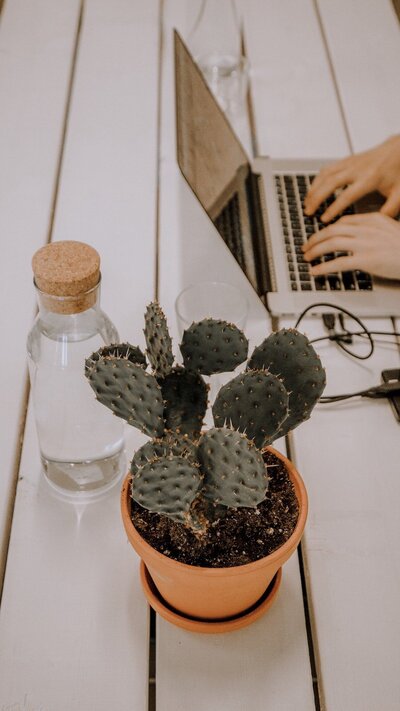 vista de pájaro de un escritorio con un portátil, una taza de café y un cactus