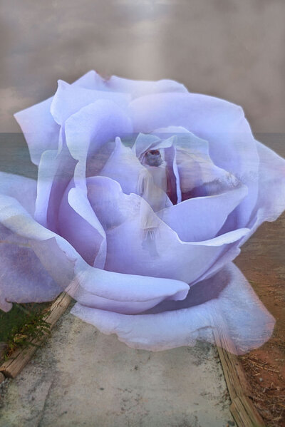 The Dragon Rose & Her Stairway Home cover -LauraVanagsPhotography
