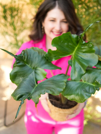 Medium-Light-Alocasia-Stingray