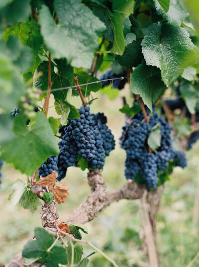 social media image of grapevines