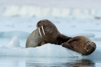 Two walruses rest on a floating piece of ice in calm Arctic waters, with one walrus reclining while the other sits upright showing its long tusks.