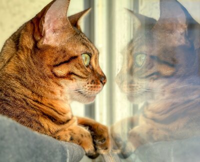 Bengal cat in the sunlight 