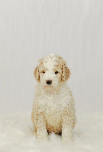 red bernedoodle puppies for sale