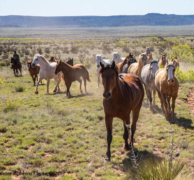 Horses on the Silver Spur Ranch