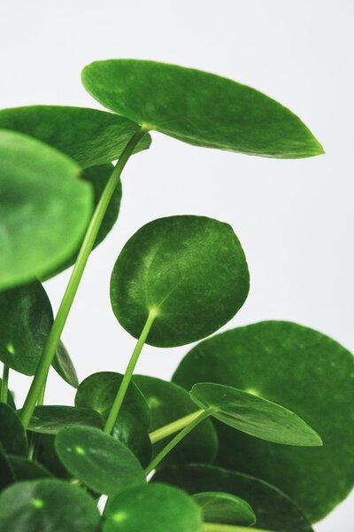 Pilea Pflanze von Nahem