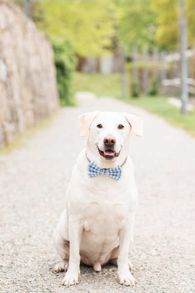 White Labrador Rescue Dog wearing a bow tie