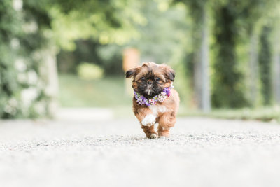 Shih Tzu puppy wearing a flower collar running