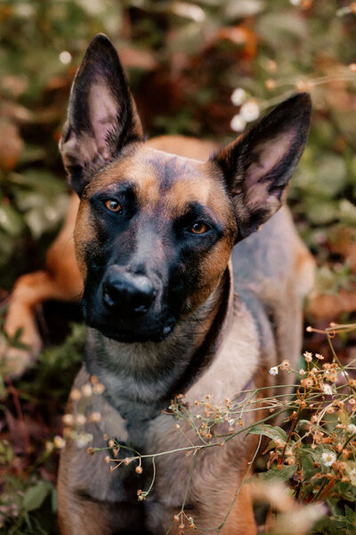dog laying outside