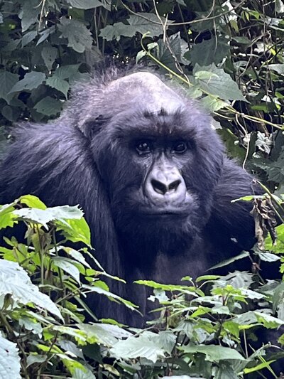 rwanda 4