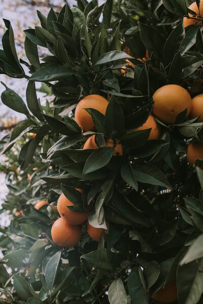 jared-subia-QvSELQMO0ao-unsplash