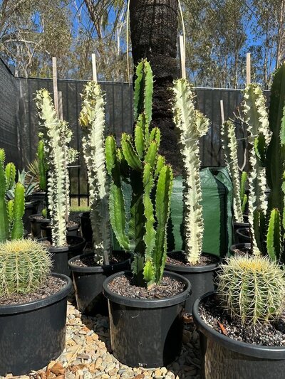 COWBOY CACTUS Euphorbia ingens