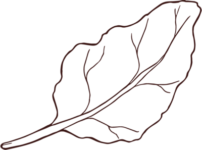 Simple beet leaf illustration