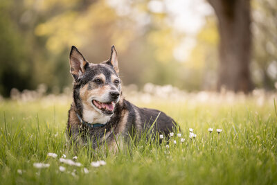 senior dog smiling in an open grassy meadow with flowers