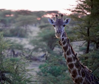 Giraffe in Botswana