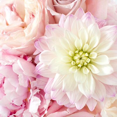 Pink Peonies and White Chrysanthemum - Brenda Chadambura