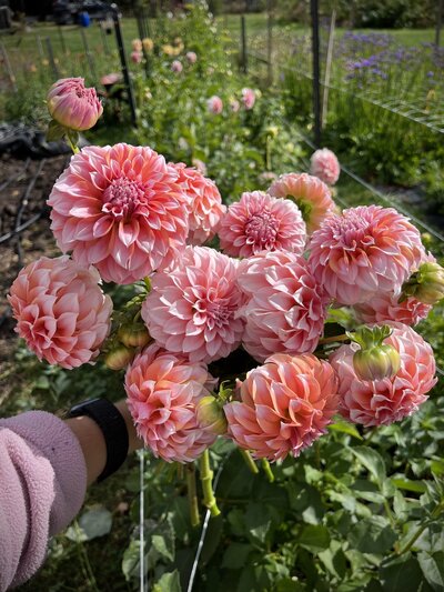 Peaches and Cream dahlia Field Notes 