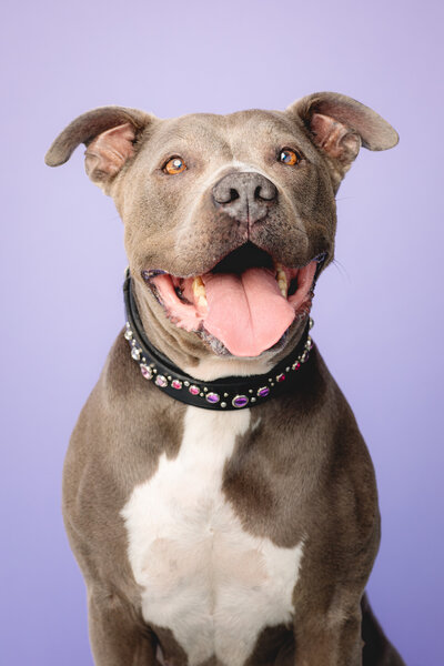Headshot of a smiling grey dog on a purple background