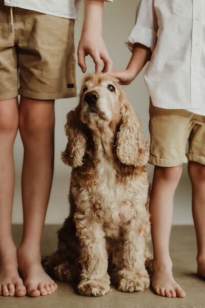 Children patting their dog in natural light, photographed by Sydney family photographer Sophie Lea.