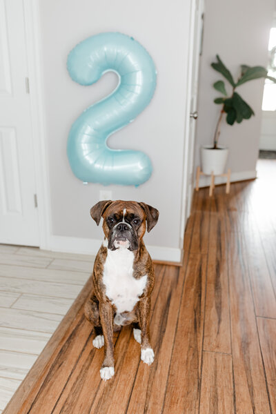 Rocky the dog of Erika Frances Photography