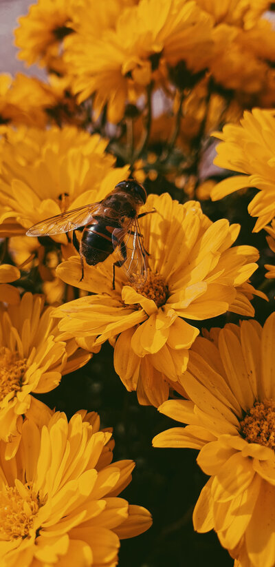 Bees in yellow flowers with Haze