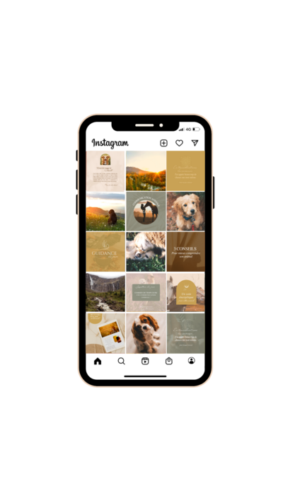 feed instagram reconnexion animale