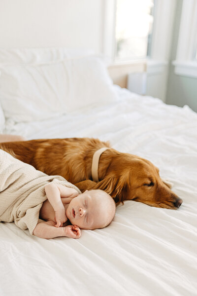 In home newborn photography with family and dog.