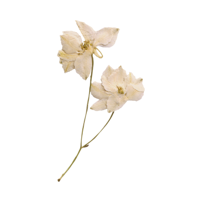 Dried white flowers web element