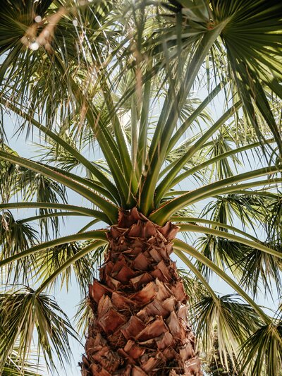 This iconic West Palm Beach palm tree represents growth, resilience, and the thriving spirit of our local community. At The Kollective, we help businesses in West Palm Beach and beyond elevate their brands through innovative brand development, creative strategy, and experiential marketing. Just as this palm reaches skyward, our team designs immersive events and strategic collaborations that connect people, purpose, and performance. Explore how The Kollective’s expertise in leadership development, brand growth, and experiential experiences can help your business flourish in today’s dynamic market.