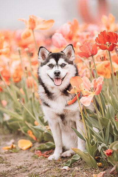 Hondenfotografie tussen de tulpen
