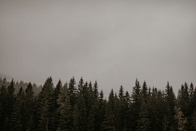 seattle washington tree line at gold creek pond