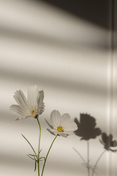 Two cosmos flowers against a white wall, casting soft, natural shadows from the sunlight.