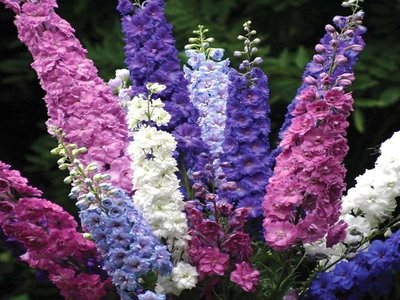 Ostróżka-Letnia-Delphinium-Ajacis-MIX-KOLORÓW-7