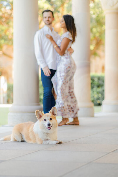 couples having engagement photoshoot done at uq with their pet dog