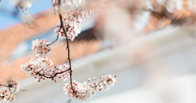 gezinsfotografie lente shoot noord-holland