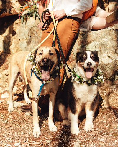 An Australian shepherd and a Labrador retriever