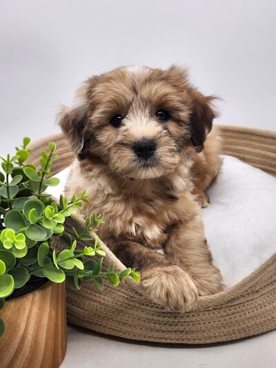 6c8617c4-78bc-46c7-b55f-28a3598d5881