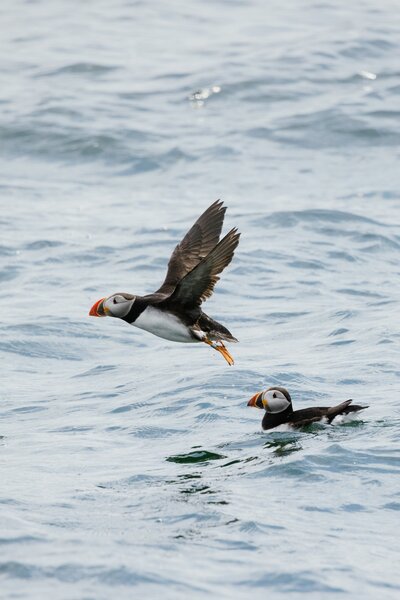 Puffins in Iceland swimming and flying over water