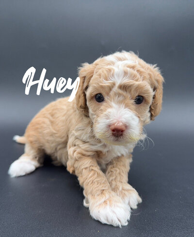 Toy Poodle puppies for sale