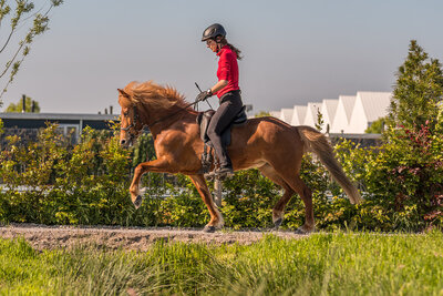 IJslands paard, voskleur, gereden in draf