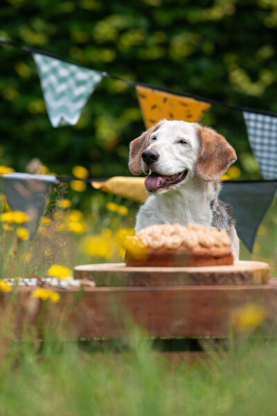 doggy cake smash, hondenfotograaf tilburg,