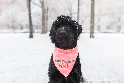 Portuguese Water Dog in snowstorm