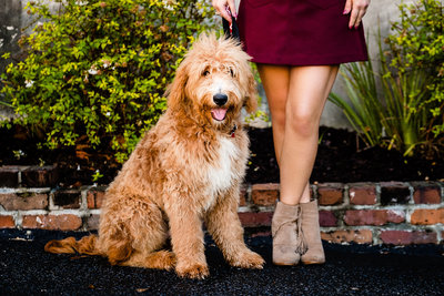 Best Pet Portrait Photography in Charleston SC by King and Fields Studios Charleston SC