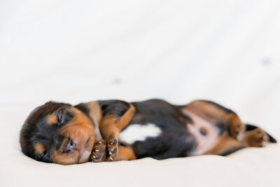 Puppies1-08