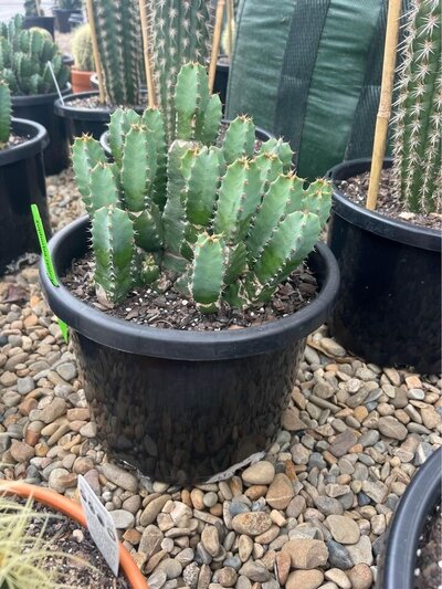 RESIN SPURGE Euphorbia Resinifera