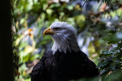 Profile of eagle in the trees