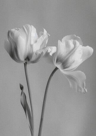 Two delicate tulips in black and white, showcasing natural elegance and simplicity.