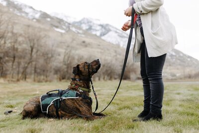 Pawsitive Progress | Utah Valley Dog Trainer